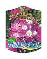 ノボタン リトルエンジェル K 園芸用ラベル